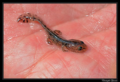 Larve de Salamandre tâchetée (Salamandra salamandra)