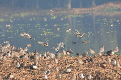 Surajpur Bird Sanctuary