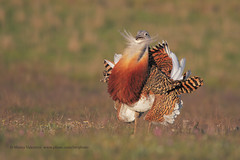 Great Bustard and allies