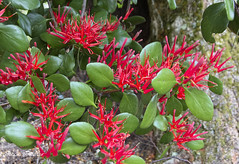 NZ Mistletoes