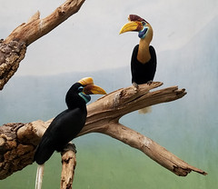 Bucerotidae (The Hornbills)