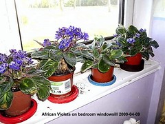 African Violets 2009 (1)
