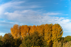Poplars in Autumn