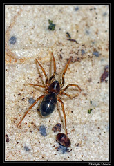 Araneae/Phrurolithidae