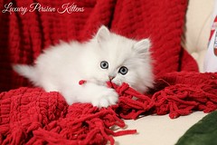 Cute Kitten Pictures