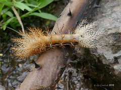 Panama - moths and caterpillars