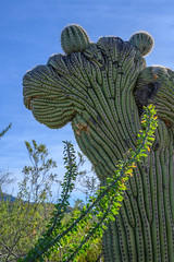 Arizona Sonora Desert Museum 2018