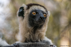 Fauna de Madagascar - Octubre 2017