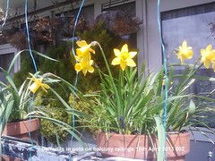Daffodils 2013