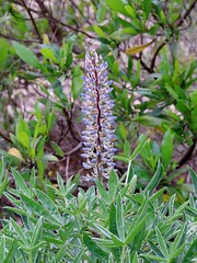 FABACEAE - Lupinus albescens