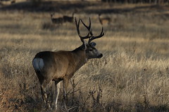 RMANWR Mule Deer 11/8/18