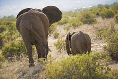 Kenia | Tanzania Animals 2014