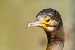Corvo-marinho-de-faces-brancas | Great cormorant (Phalacrocorax carbo)
