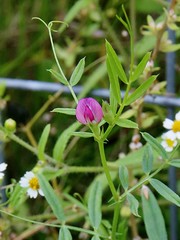 FABACEAE-FABOIDEAE - Vicia angustifolia