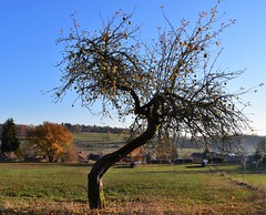 Apple trees (2)