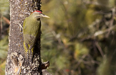 Scaly-bellied Woodpecker