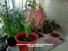 Blood Lily (Scadoxus multiflora)