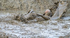 Man in Mud