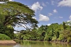 COSTA RICA : réserve Cano Negro