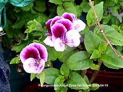 Pelargoniums 2007