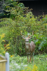 2018.09.20; Stag in Backyard