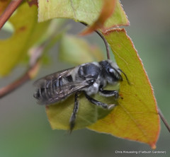 Megachile, leaf cutter bees