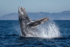 Whales and Marine Mammals