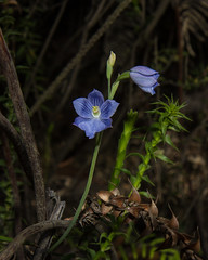 Thelymitra Sun Orchids