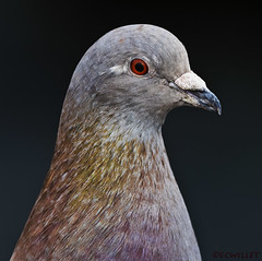 pigeons doves