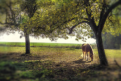 Englancourt, horse