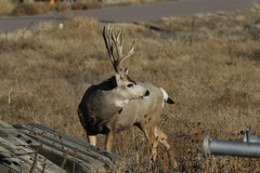 RMANWR Mule Deer 11/10/18