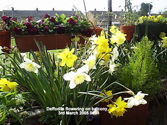 Daffodils 2005