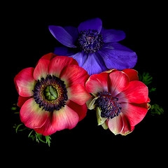 THE ANEMONE COLLECTION