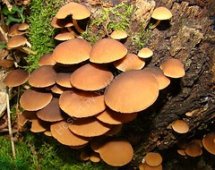 Fungi D to M - Moulismes Nature