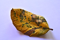 Leaf / Leaves