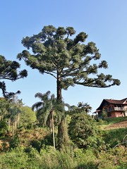 ARAUCARIACEAE - Araucaria angustifolia