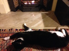 Ai Ai loves the fireplace