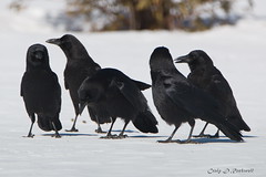 Jays, Crows and Ravens