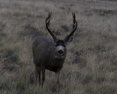 RMANWR Mule Deer 11/17/18