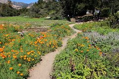 Santa Barbara Botanical Gardens. A Walk Through Natural California Beauty 