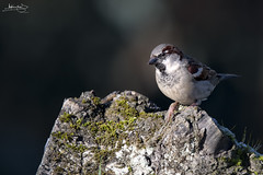 Pardal-comum / House sparrow (Passer domesticus)