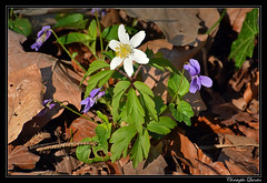 Anémone des bois (Anemone nemorosa) et violettes (Viola sp.)