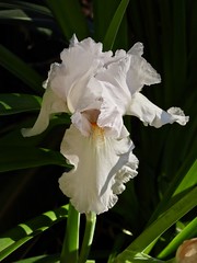 White Bearded Iris