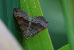 Shaded Broad-bar moth