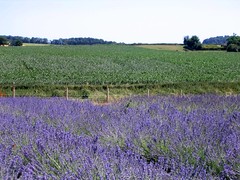 Shropshire Lavender Field