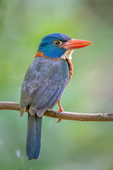 Indonesia Birds