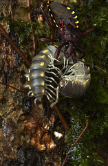 Diplopoda (Ecuador)