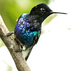 colibris-Hummingbirds