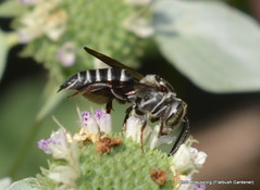 Coelioxys sayi, Say's cuckoo leaf-cutter bee