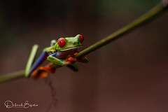 Reptiles, Amphibians and arthropods of Costa Rica